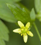 Blisterwort <BR>Hooked Buttercup